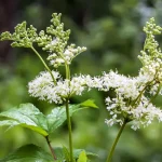 Planta folosită de secole pentru dureri și inflamații. De ce crețușca este comparată cu aspirina